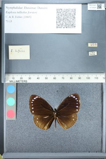 Media type: image;   Entomology 158429
